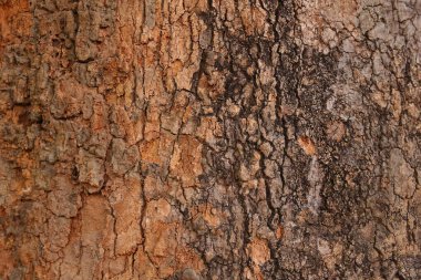 Ahşap doku arka plan, desenli arka plan, kahverengi ahşap doku 