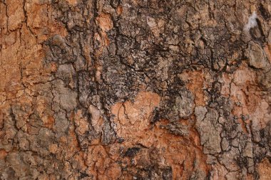 Ahşap doku arka plan, desenli arka plan, kahverengi ahşap doku 