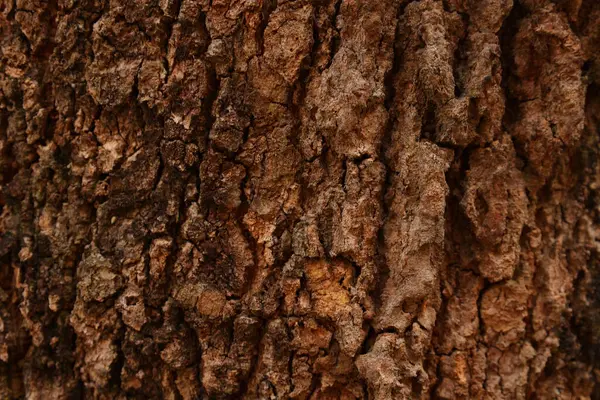 Ahşap doku arka plan, desenli arka plan, kahverengi ahşap doku 