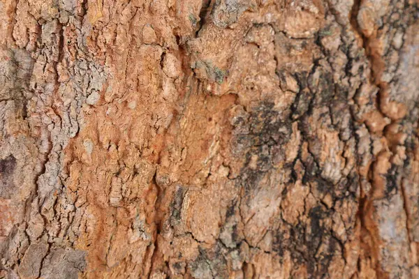 Ahşap doku arka plan, desenli arka plan, kahverengi ahşap doku 