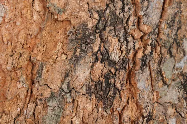 Ahşap doku arka plan, desenli arka plan, kahverengi ahşap doku 