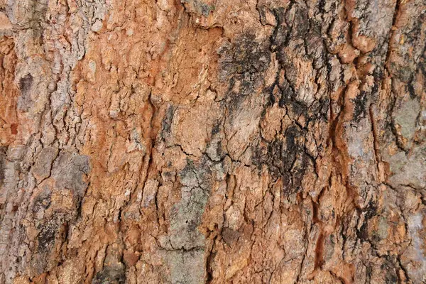 Ahşap doku arka plan, desenli arka plan, kahverengi ahşap doku 