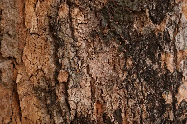 Ahşap doku arka plan, desenli arka plan, kahverengi ahşap doku 