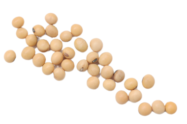 Soya fasulyesinden izole edilmiş, beyaz arka planda izole edilmiş soya fasulyesi tohumlarının üst görüntüsü.