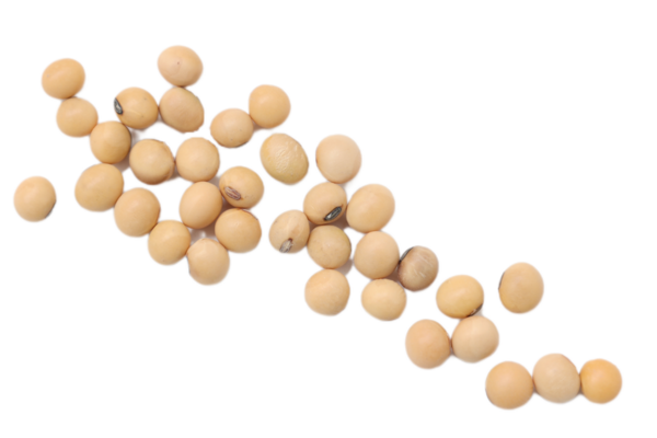 Soya fasulyesinden izole edilmiş, beyaz arka planda izole edilmiş soya fasulyesi tohumlarının üst görüntüsü.