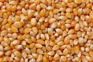 Beyaz arka planda mısır, mısır tohumları 