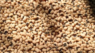Soya fasulyesi tohumu, soya fasulyesine yakın çekim. 