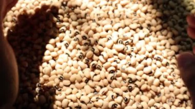 Soya fasulyesi tohumu, soya fasulyesine yakın çekim. 