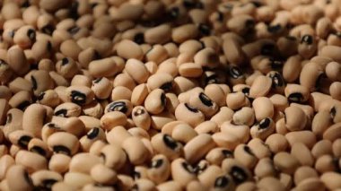 Soya fasulyesi tohumu, soya fasulyesine yakın çekim. 