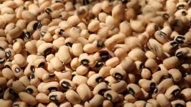 Soya fasulyesi tohumu, soya fasulyesine yakın çekim. 