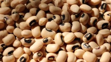 Soya fasulyesi tohumu, soya fasulyesine yakın çekim. 