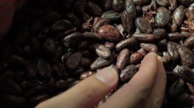 Kavrulmuş kahverengi kakao çekirdekleri yakından.