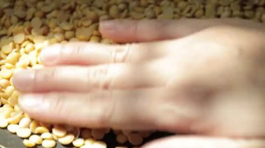 Sarı soya tohumuna yakın çekim. 