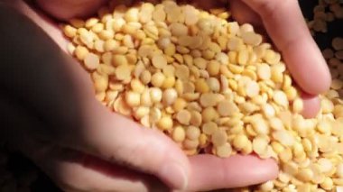 Sarı soya tohumuna yakın çekim. 