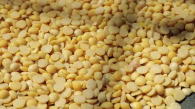Sarı soya tohumuna yakın çekim. 