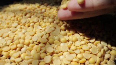 Sarı soya tohumuna yakın çekim. 