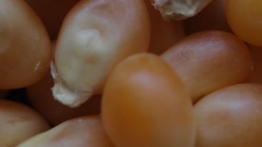 Yakın plan mısır tohumu, kurumuş mısır 