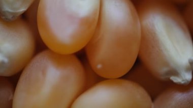 Yakın plan mısır tohumu, kurumuş mısır 