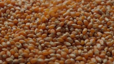 Bir mısırın, mısır tohumunun yakın çekimi 
