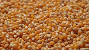 Bir mısırın, mısır tohumunun yakın çekimi 