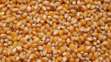 Bir mısırın, mısır tohumunun yakın çekimi 