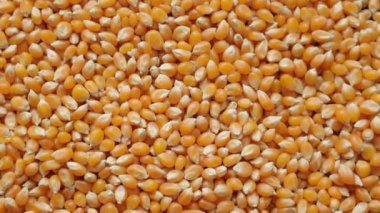 Bir mısırın, mısır tohumunun yakın çekimi 