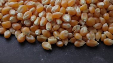 Bir mısırın, mısır tohumunun yakın çekimi 