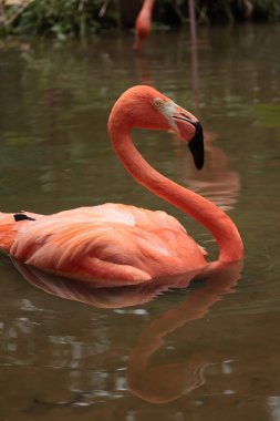 Doğada yaşayan kuş flamingosu, pembe flamingo