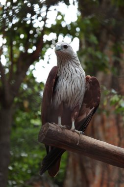 Ağaçta Kuş Kartal, vahşi yaşam 