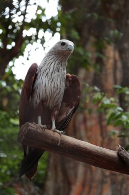 Ağaçta Kuş Kartal, vahşi yaşam 