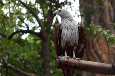 Ağaçta Kuş Kartal, vahşi yaşam 
