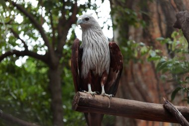 Ağaçta Kuş Kartal, vahşi yaşam 