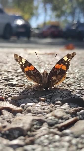 Величественная Тигровая Бабочка Украшает Городской Тротуар Мимолетный Момент Природной Красоты — стоковое видео