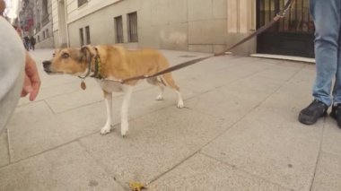 Küçük kahverengi ve beyaz köpek korkuyla sokakta bir tasmaya bağlanmış, bir insanın elini koklamak için yaklaşır ve kaçar.