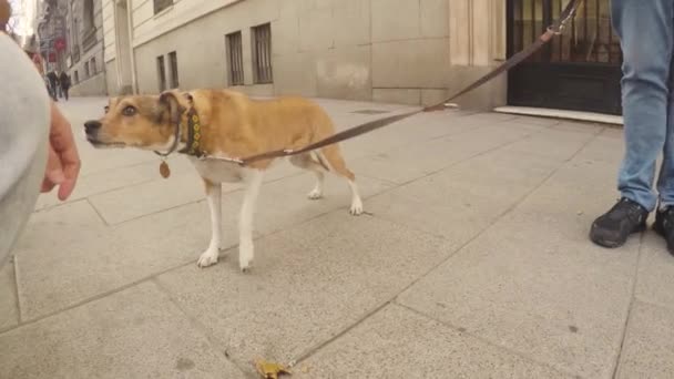 Small Brown White Dog Tied Leash Street Fear Approaches Smell — Stock Video