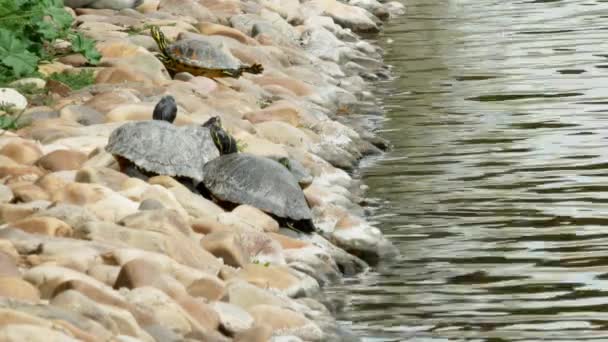 Vijf Schildpadden Springen Het Water Vanaf Oever Van Het Meer — Stockvideo