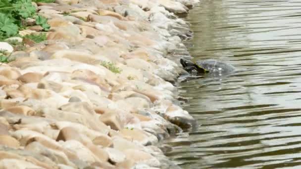 Tartaruga Não Pode Sair Lago Pardal Fêmea Bebe Água Primavera — Vídeo de Stock