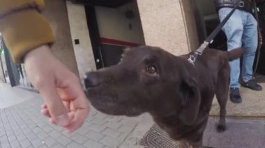 Mutlu kahverengi labrador köpeği evden çıkarken el sallıyor ve şehirde köpek gezdiren arkadaşıyla gündüz vakti sokakta karşılaşıyor.