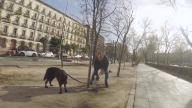 Gözlüklü kıdemli köpek gezdirici şehirde köpeklerinden kaka topluyor.