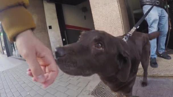 Mutlu Kahverengi Labrador Köpeği Evden Çıkarken Sallıyor Şehirde Köpek Gezdiren — Stok video