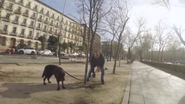 Gözlüklü Kıdemli Köpek Gezdirici Şehirde Köpeklerinden Kaka Topluyor — Stok video