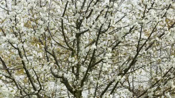 Bestäubung Eines Mandelbaums Mit Weißen Blüten Frühling Durch Bienen Und — Stockvideo