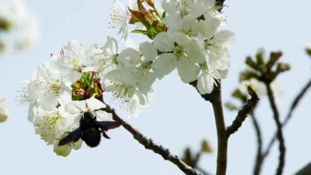 Bumblebee Zapylające Biały Kwiat Drzewa Migdałowego Skoków Jednego Drugiego — Wideo stockowe