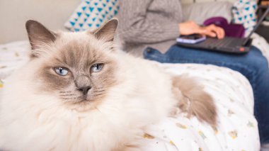 Arka planda çalışan bez bebek kedi ve kadının portresi. Yatakta yatıyordu.