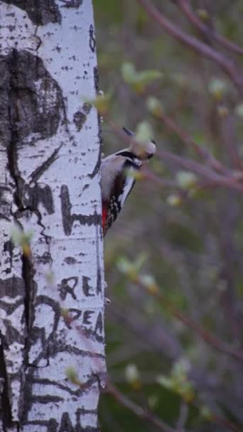 城市公园内啄木鸟啄树树干垂直录像 — 图库视频影像