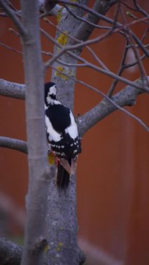 Ağaçkakanın arkasında dikey kasetten atlıyor.