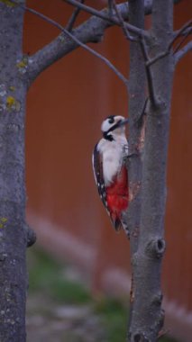 Dar gövdeyi gagalayan ağaçkakan ağaç kabuğu kabuğu dikey sıçrayış videosu yapıyor.