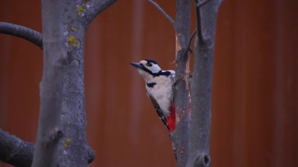 Woodpecker Видит Режиссера Убегает Первые Зеленые Побеги Весны — стоковое видео