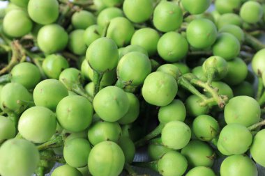 Turkey Berry - Thith Batu. Green vegetables on white background