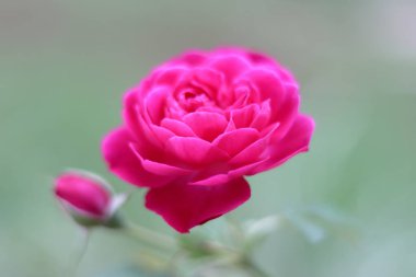 Doğal arka planda güzel kırmızı gül çiçeği